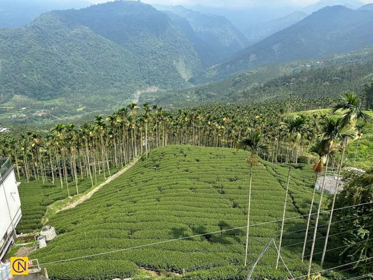 Shengmaoshu Valley in Meishan Township's Taixing Village is a popular place to view the annual natural wonder.