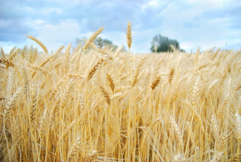 A wheat field ready for harvest.