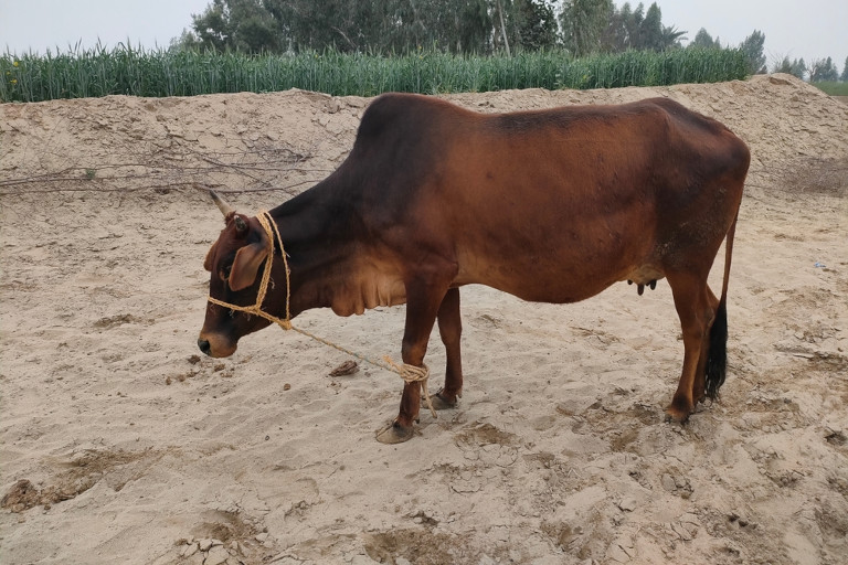 The soldiers driving the truck had encountered animals blocking the road for water before, but none as stubborn as this cow.