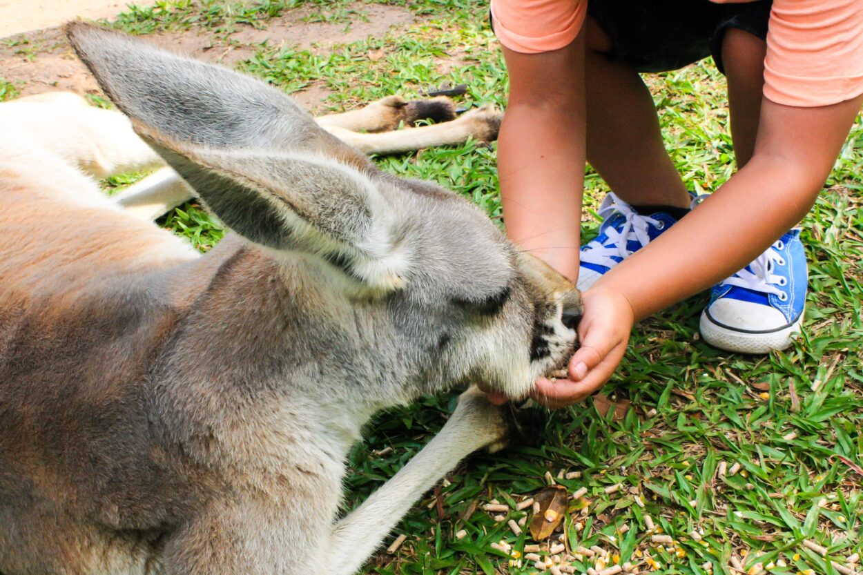 A child in blue sneakers and an orange shirt feeding a kangaroo lying on the grass.