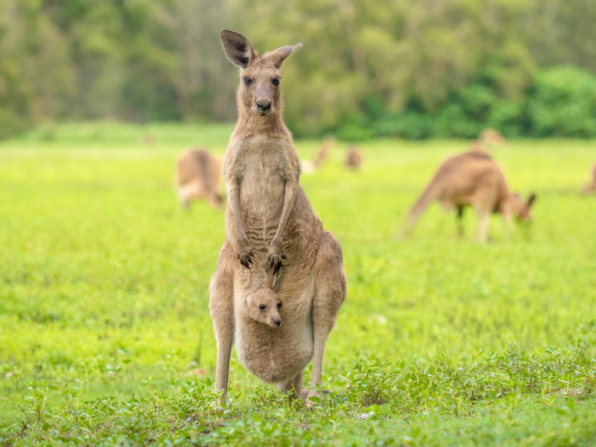 A kangaroo standing in a grassy field with a joey peeking out of its pouch.
