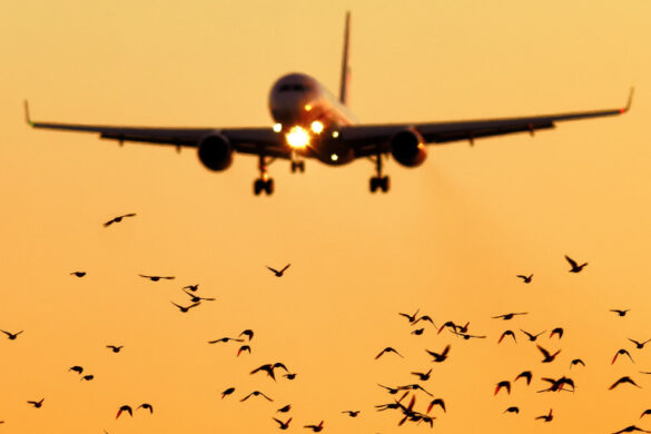 Bird Strike: What Happens When a Plane Collides With a Bird? - Nspirement