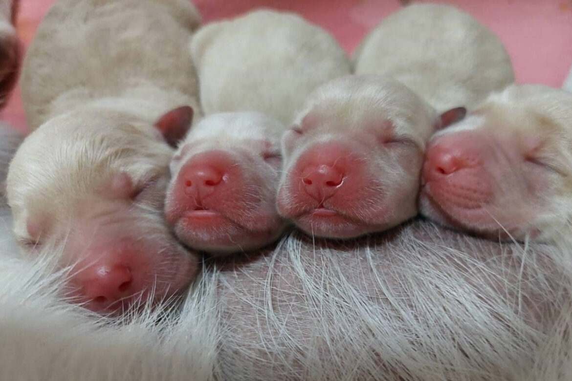 Puppies at the Taiwan Customs Detector Dog Breeding and Training Center.