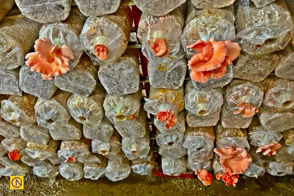 Mushrooms at .Rich Year Farm in Nantou, Taiwan