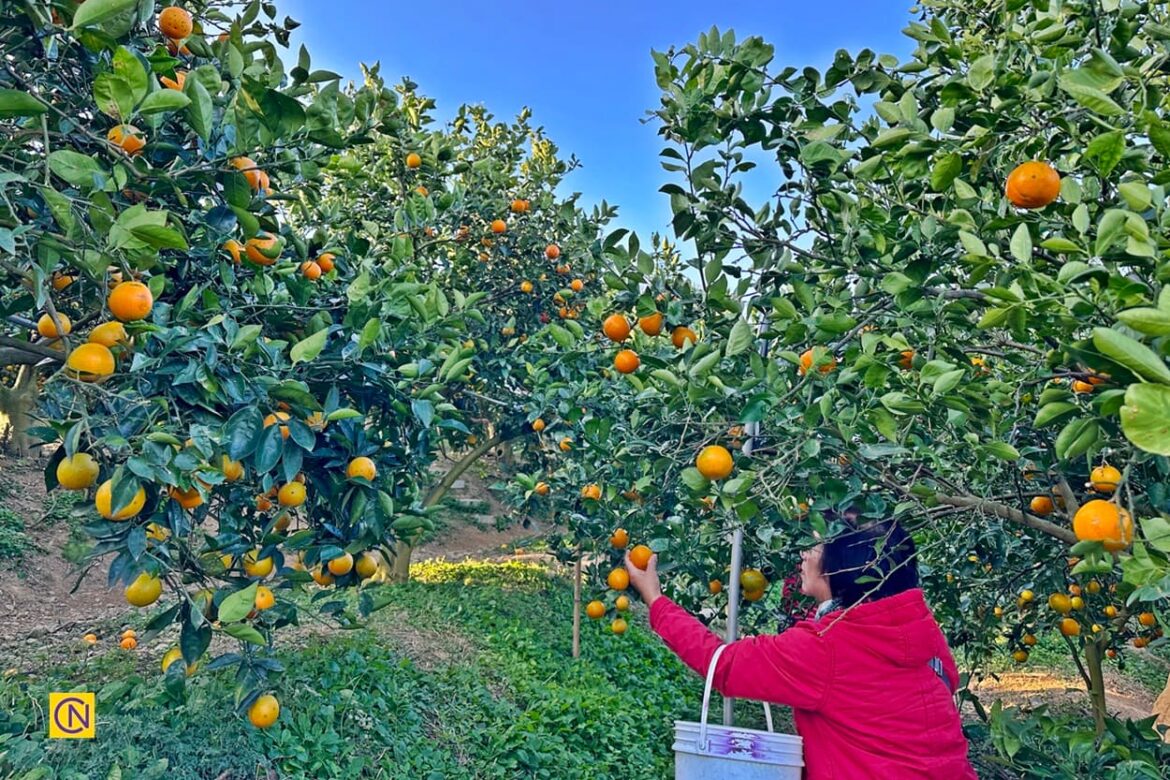 Xinbao Orchard in Hsinchu County, Taiwan.