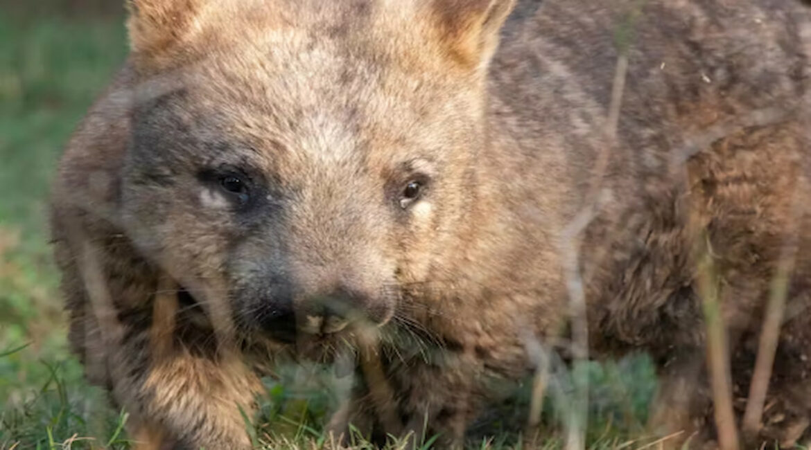 A wombat.