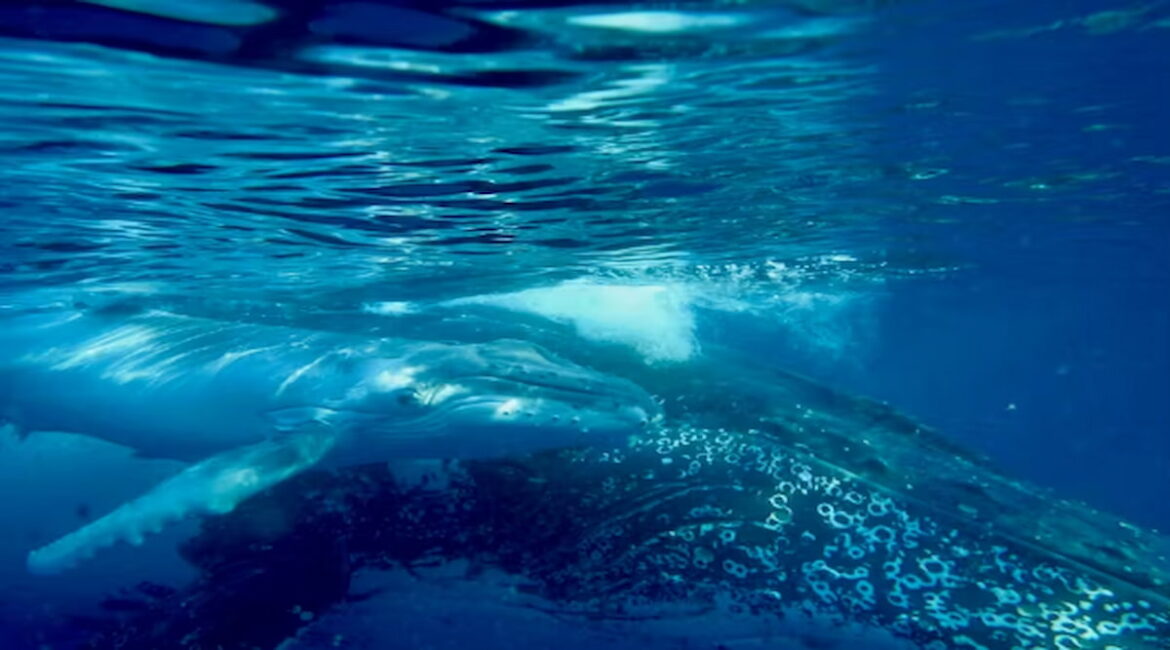 A humpback whale mother and calf.