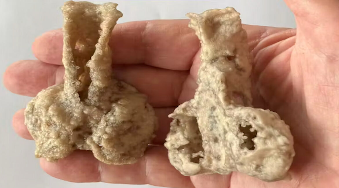 3D printouts of the Palaeospondylus australis holotype.