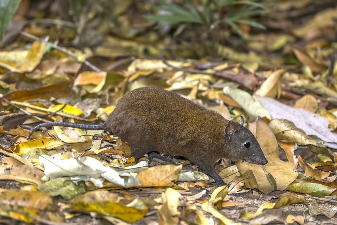 The musky rat-kangaroo.