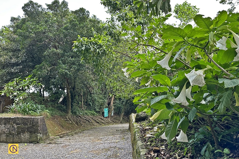 Many beautiful Angel's trumpets line the pathway at Dawulun Fort.