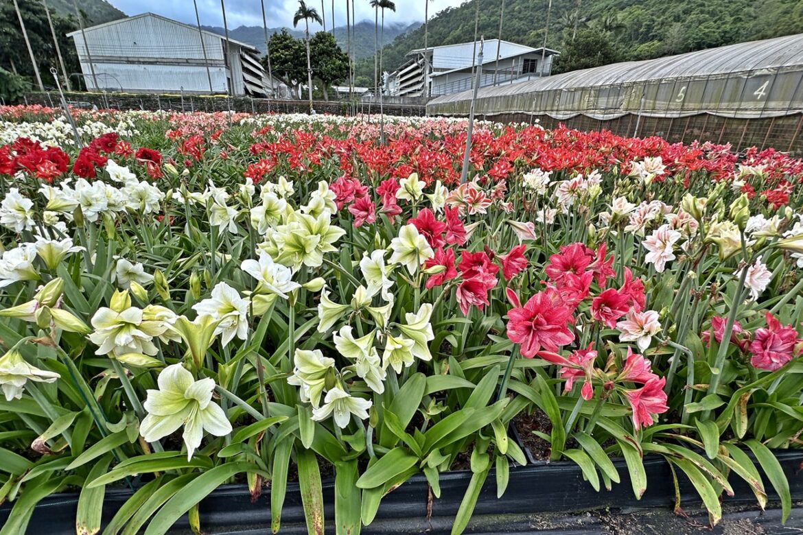 Julia Flora at Jiaoxi Township in Yilan, northern Taiwan.
