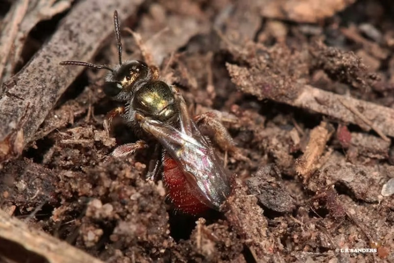 Lasioglossum (Homalictus) dotatum bees nests in a range of sandy soil types.