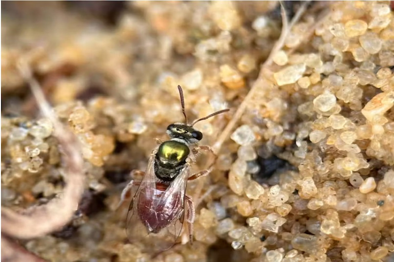 Lasioglossum dotatum preferred nesting in pots covered with rock gravel over those with bare sand.