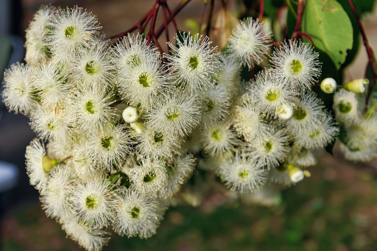 White flowers on a marri tree.