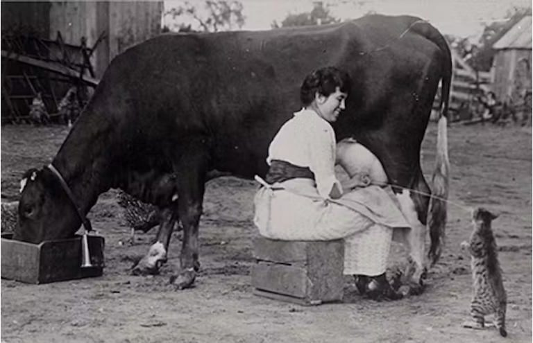 The cultural connection between cats and milk goes far back in history, as shown in this 1921 photo.