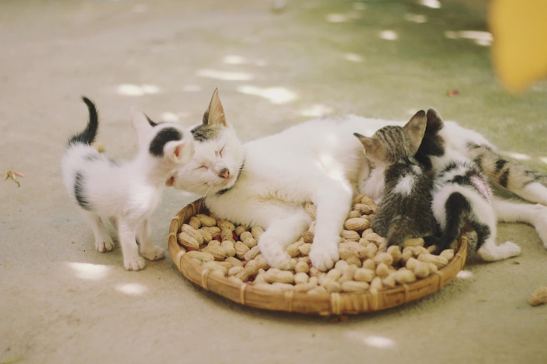 Milk from mother cats is different from cow’s milk, which is not appropriate for kittens to drink.