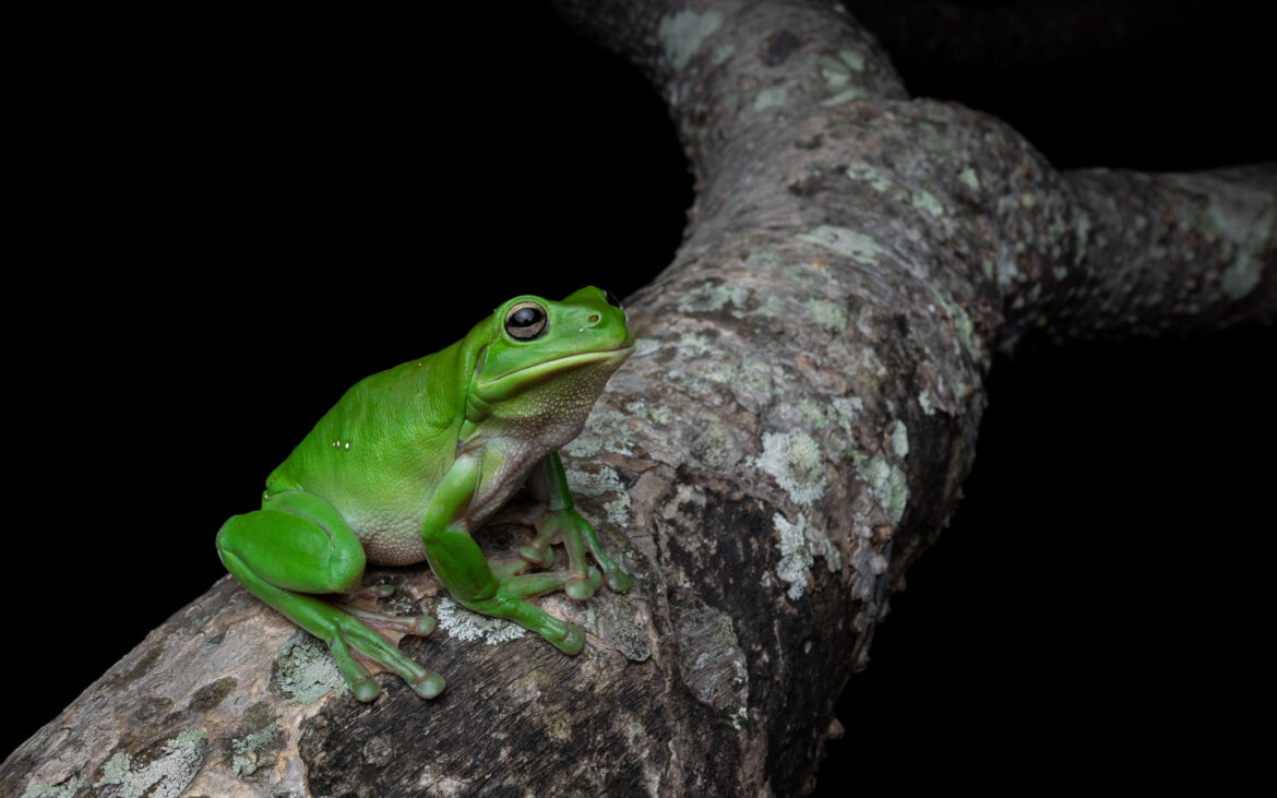 An Australian Green Tree Frog.