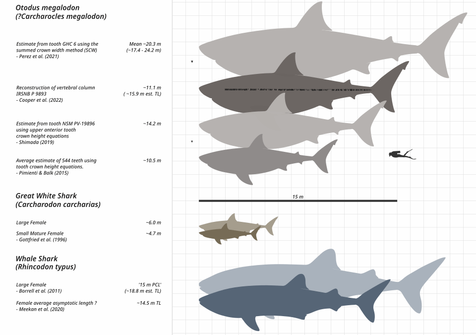 Chart comparing sizes of different sharks to the megalodon.