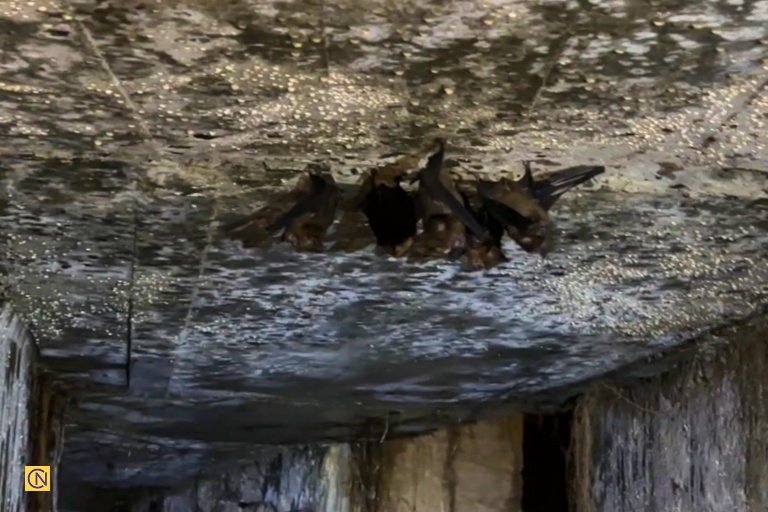 Visitors can see bats flying in the tunnel or clinging to the ceiling.
