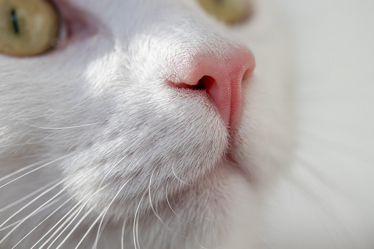 Cats will sniff things with different nostrils depending on whether the scent is familiar or not.