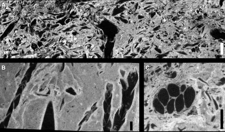 Some of the many plant fossils found within Judy’s gut contents, including conifer bracts (B) and a seed fern seed pod (C).