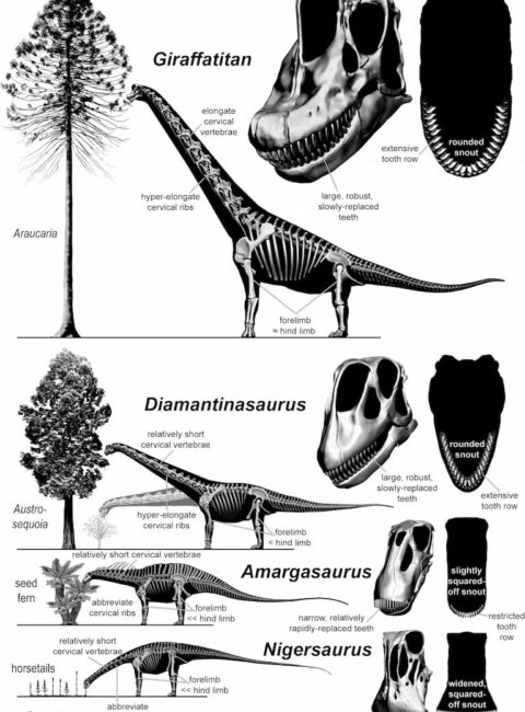 Sauropods showed great variety in overall size, skull, and tooth row shape, tooth shape and replacement rate, neck length and flexibility, and relative limb proportions.