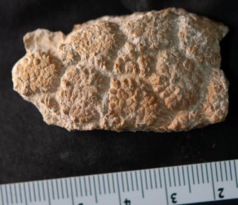 Small portion of Judy’s skin, showing approximately hexagonal scales covered in tiny lumps (termed papillae).