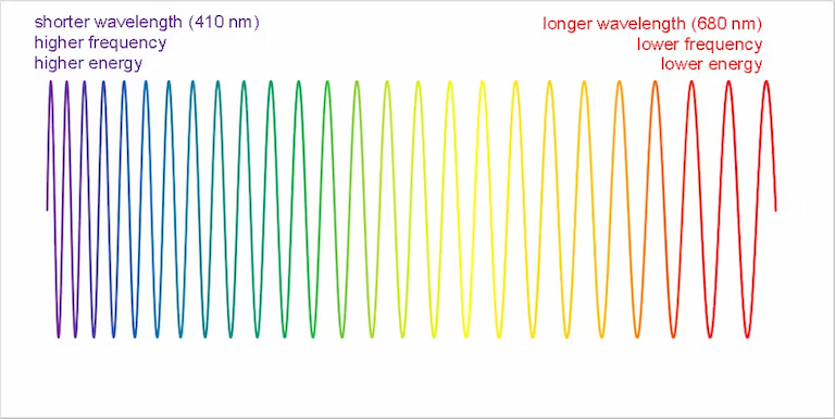 The wavelength of light determines the colour we see.