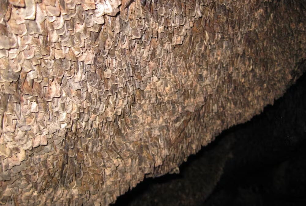 Bogong moths sleep through the summer heat clinging to the walls of caves in the Snowy Mountains of New South Wales.