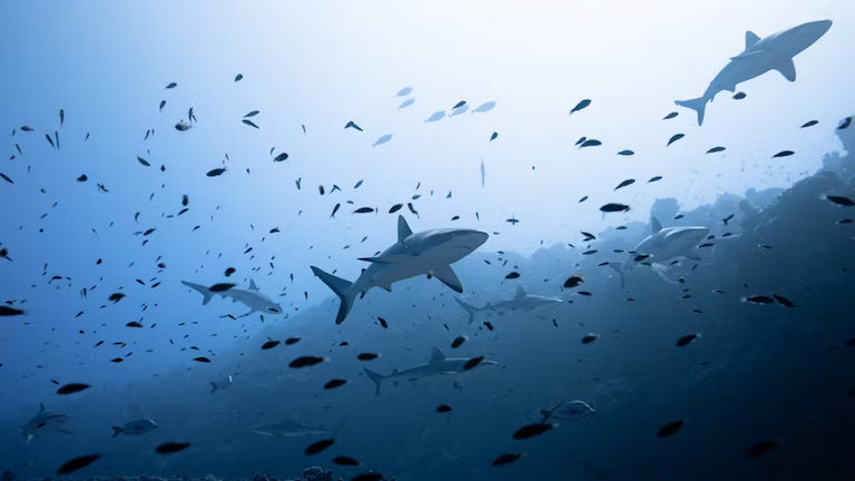 Even the ocean’s top predators have hidden quirks — like freezing mid-swim when flipped upside down.