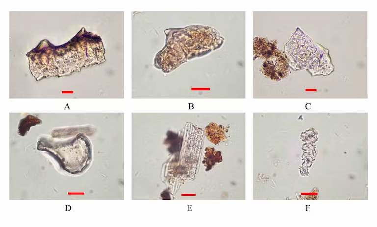Rice phytoliths from excavations at Ritidian Beach Cave in Guam.