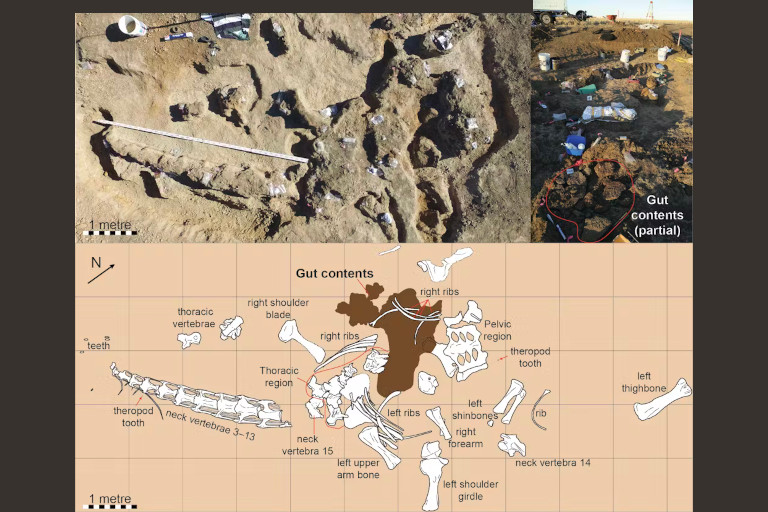 Bird’s eye view of the Judy site, showing how her bones and gut contents were found.