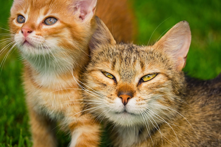 Cats do use their sense of smell to tell apart familiar and unfamiliar cats.