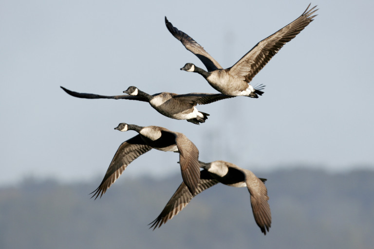 Closeup of migrating geese in flight.