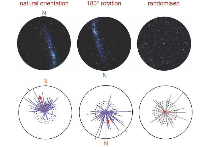 The orientation of the nighttime sky determines the moths’ direction of movement. When researchers showed moths random star patterns, they flew in random directions.