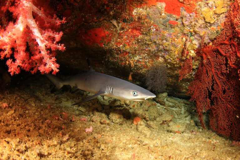 For reef sharks navigating narrow coral crevices, freezing could be dangerous rather than protective.