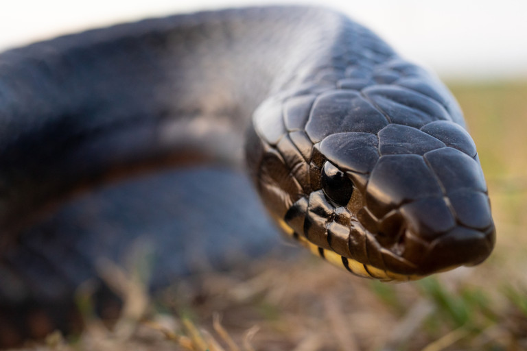 A serpent may wear a pious face, but even the most cunning deceiver cannot escape the sweep of justice.