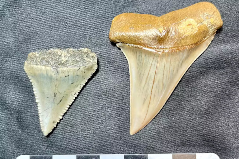Fossil teeth of extinct shark species.