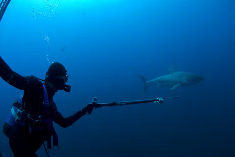 Charlie Huveneers from Flinders University about to take a tissue sample for research on white sharks.