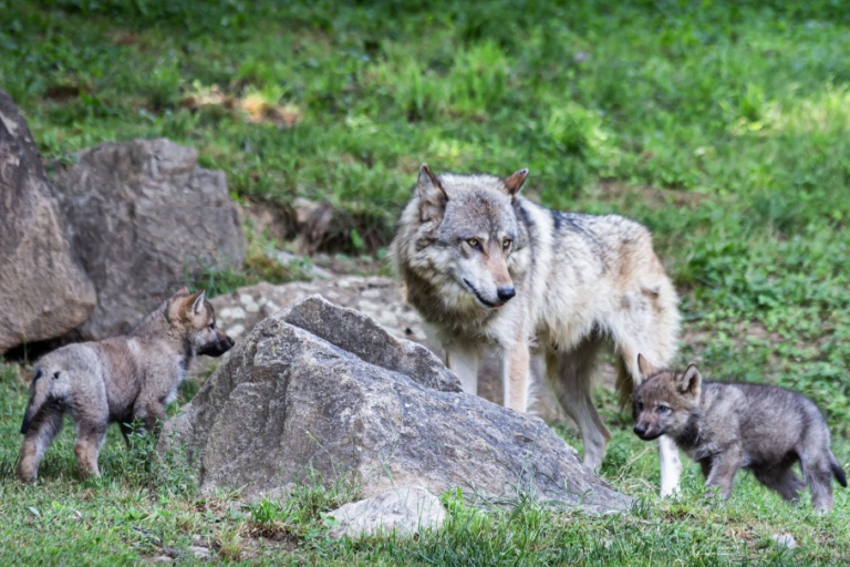 The film follows an alpha she-wolf (luna wolf) and her six cubs as they live and survive in the Alps, and it touched me so much that I wanted to share their tale.