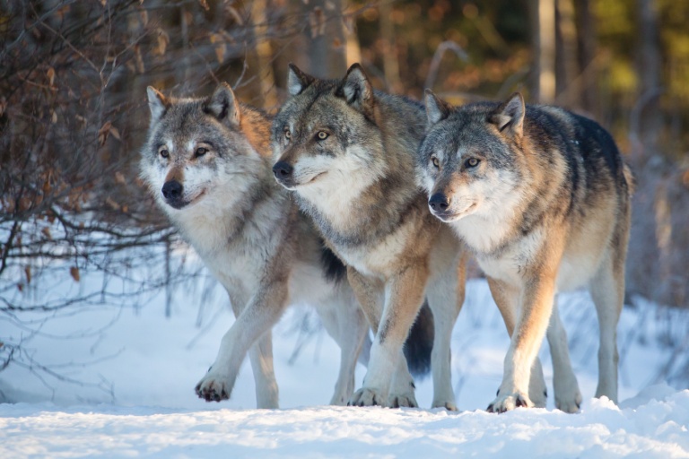 Wolves are often perceived as ferocious creatures. Some people may think that animals have no emotions or feelings.