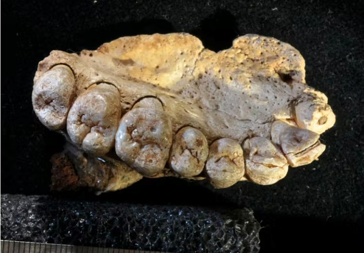 185,000-year-old human fossil jawbone from Misliya Cave, Israel.