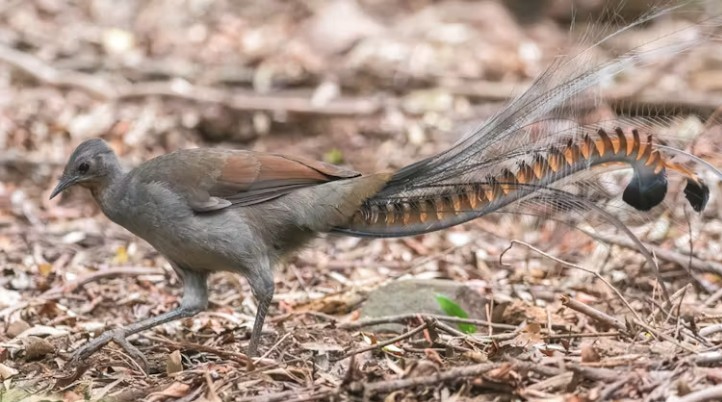 The superb lyrebird, known for its skillful vocal imitations, is endemic to southeast Australia.