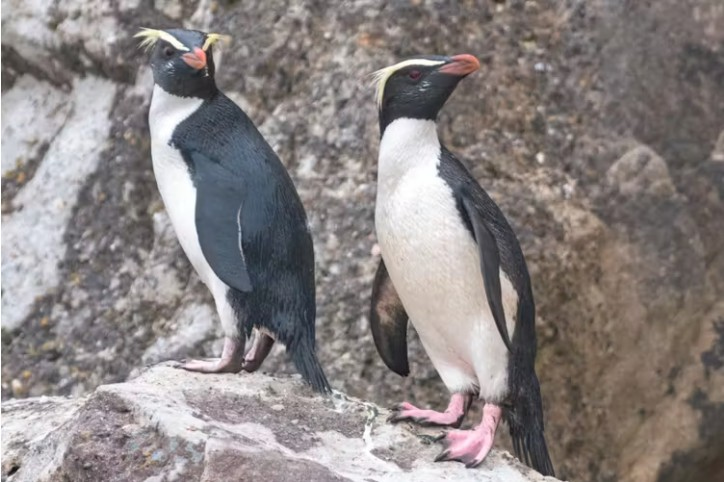 The Tawaki or Fiordland crested penguin is only found in Aotearoa, New Zealand.