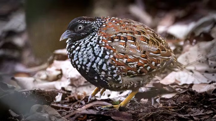 The black-breasted buttonquail is a secretive rainforest bird whose range is restricted to a tiny area in south-east Queensland, Australia.