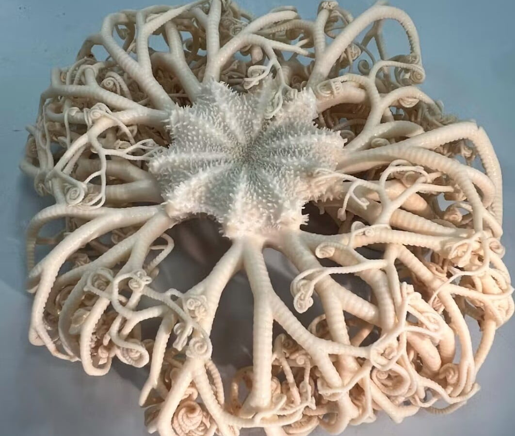A branched brittle star (Gorgonocephalus chilensis) specimen taken from Coral Seamount, southwest Indian Ocean.