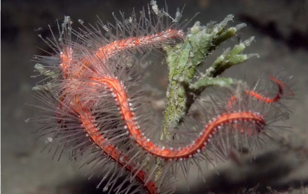 Tropical shallow-water brittle stars such as Ophiothrix purpurea cannot migrate through cold waters.