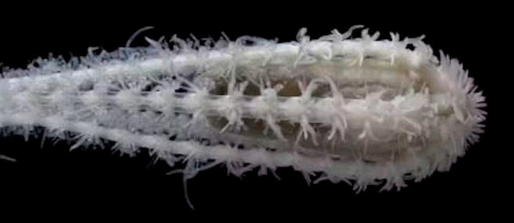 The deep-sea brittle star Ophiotholia can burrow like a corkscrew into muddy seafloors.