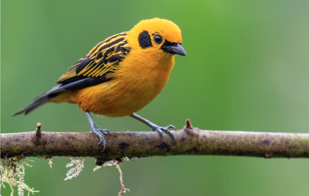 Birds like the male golden tanagers (Tangara arthus) have hidden layers of white that make their plumage brighter, while females have hidden layers of black that make their plumage darker.