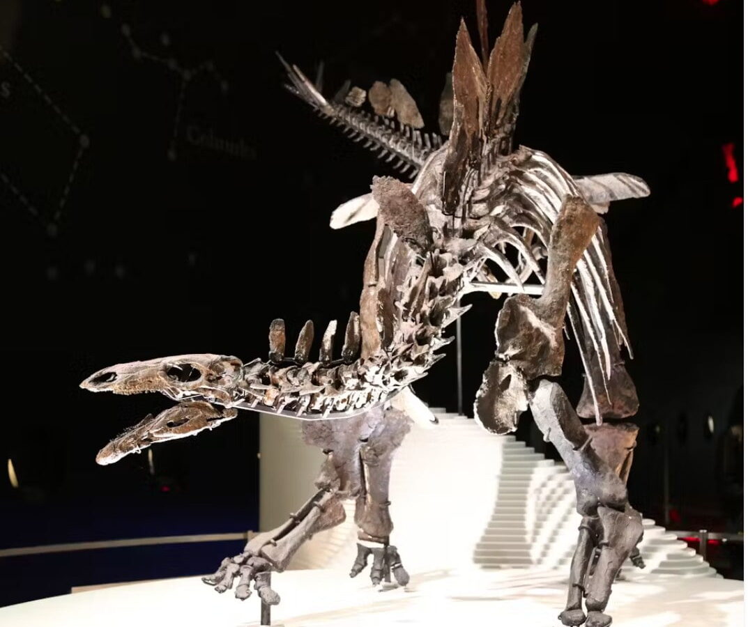 A mounted stegosaurus skeleton at the Natural History Museum, London.